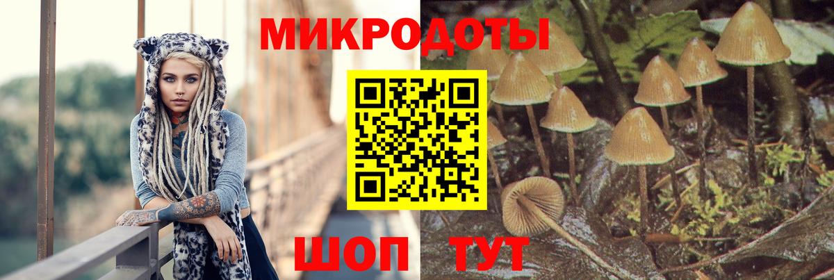 Галлюциногенные грибы Psilocybe  Клинцы 